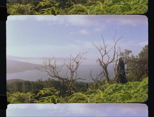 Two dry leafless trees behind a sea and mountains