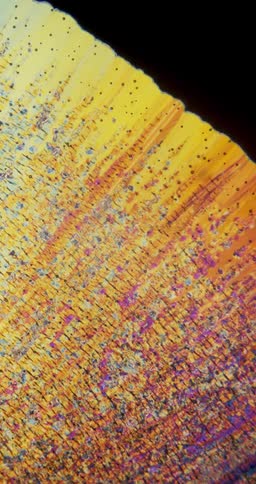 Microscopic view of colorful Erythritol crystals forming