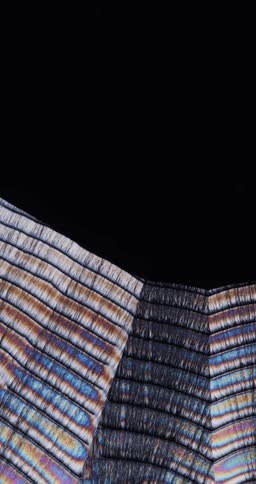 Growing crystals of menthol under the microscope