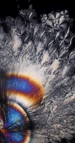 Growing crystals of menthol under the microscope