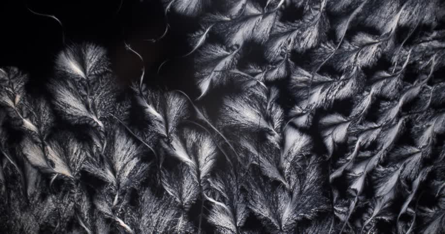Microcrystals of menthol liquid under the microscope