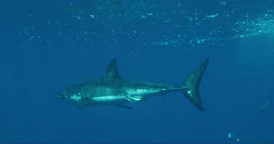 The shark is swimming underwater