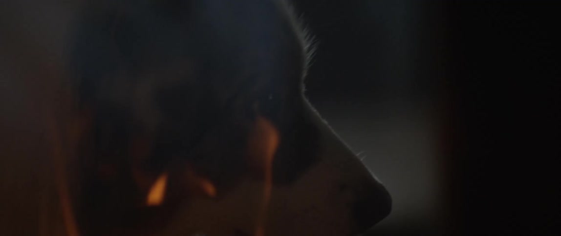A barrier of fire and behind a dog looking to the right