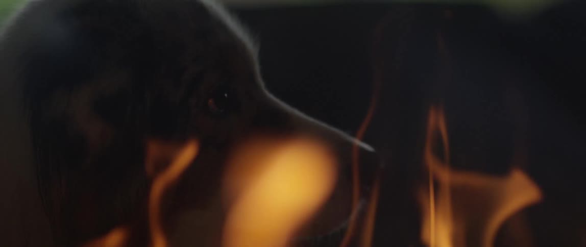 A dog behind a bonfire with flames of golden fire