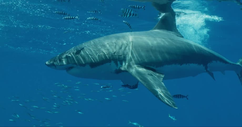 Great White Shark swimming near the surface