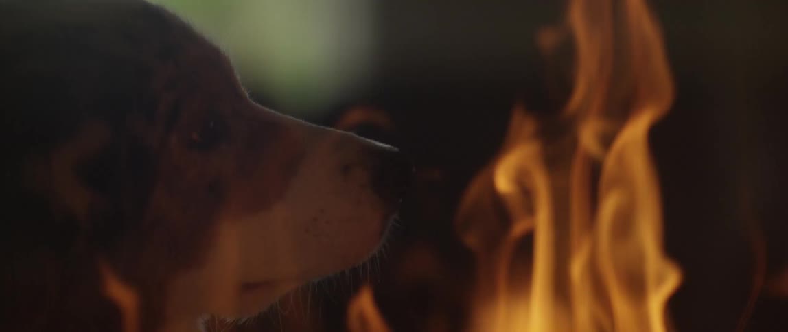 A flame of fire and behind it a dog looking straight ahead completely still