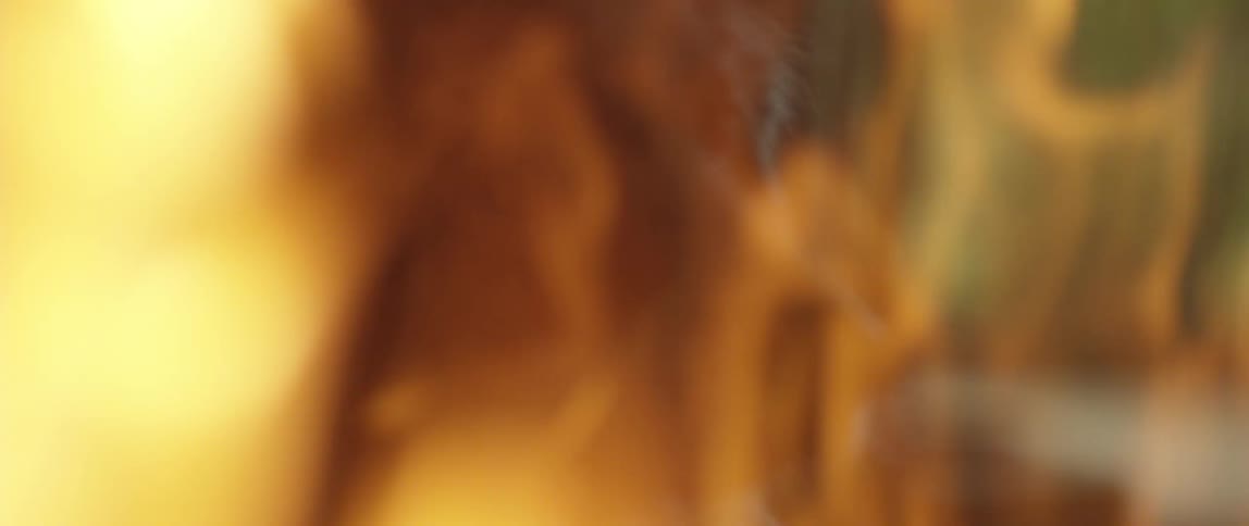 A dogs head is seen through the rising flames of a burning fire