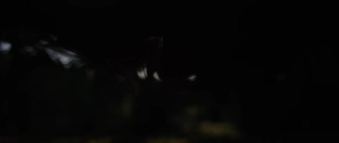 A flare of a light shines through a moving branch of a tree