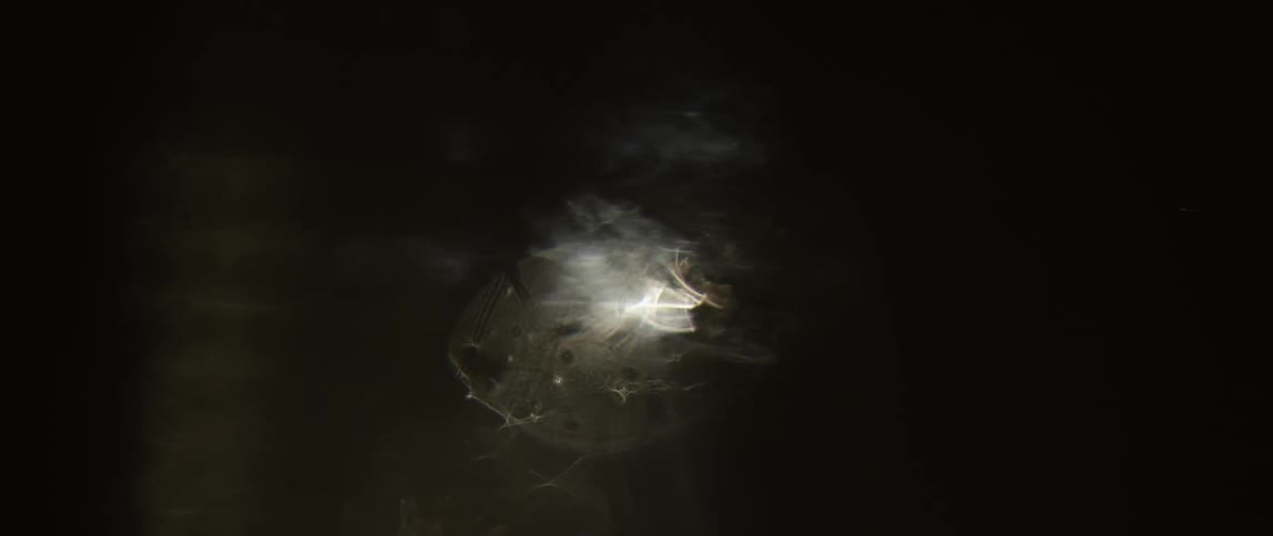 The light flashes in the dark