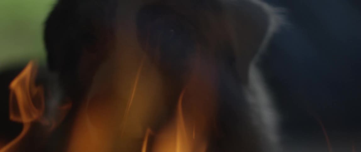 A dog stands near a fire in the dark