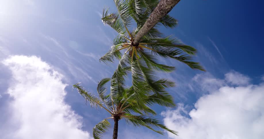 The sun shines brightly upon palm trees as they move in the breeze under a cloudy sky