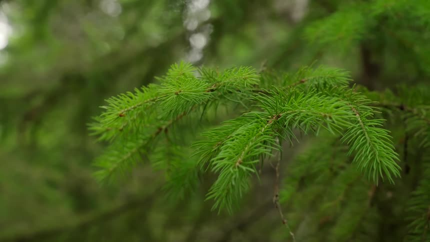 Closeup of a tree with green branches and leaves