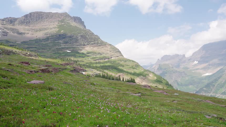 Wildflowers on a gentle slope next to a mountain range