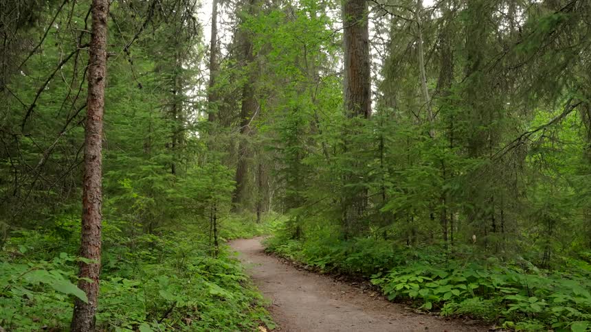 A dirt trail passes through a dense forest filled with tall trees