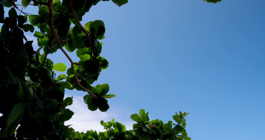The sun shines upon trees as they move in the breeze