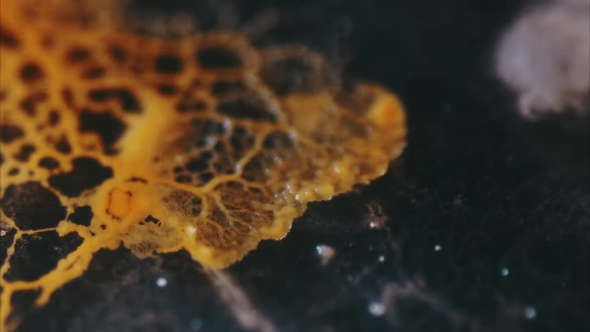 An outbreak of a fungus, spreading and growing, creating a network.