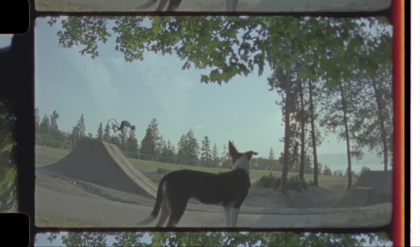 Person performing bicycle stunt while a dog watches