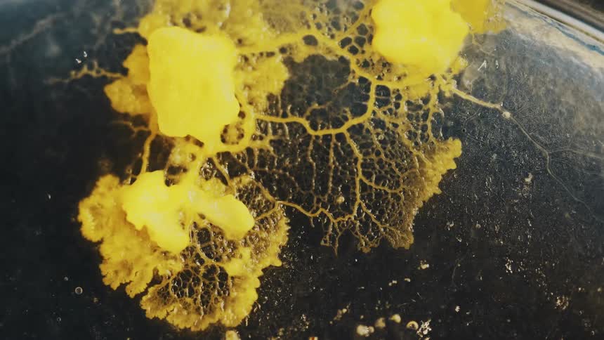 A yellow fungus spreads across the ground