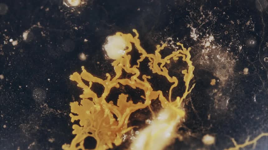 The roots of a mycelium fungi starts to grow against a dark surface