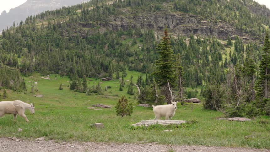 Two white quadrupedal animals eating grass and a mountain behind
