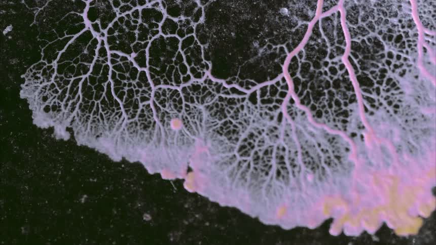 A natural mycelium networks shows its roots as it grows against a black surface