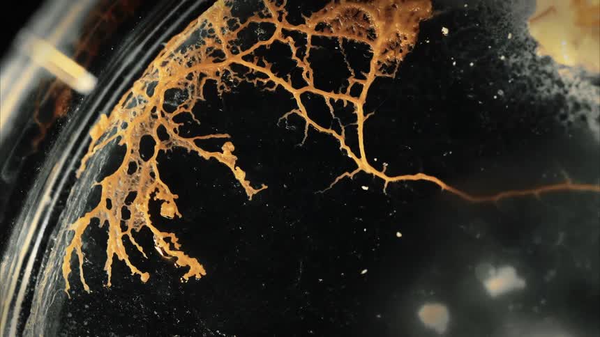 A fast spreading fungus is captured on camera as it moves around