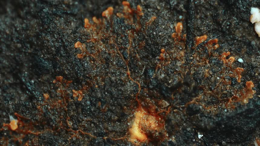 Time lapse close up of orange fungus or mold growing on soil
