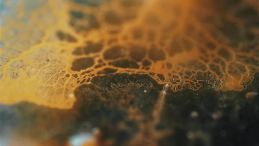 A microscopic view of a mycelium network growing on the ground