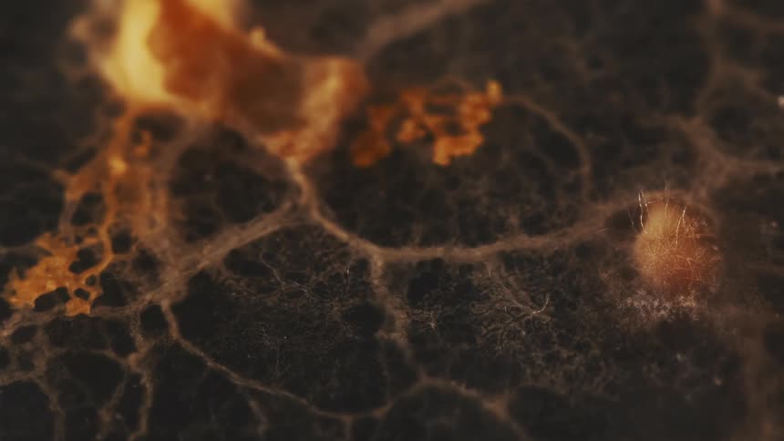 A micro view of a mycelium fungus growing slowly over its roots
