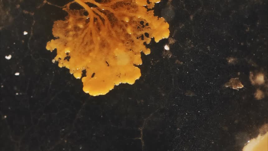 A Last of Us fungus spreads like an outbreak, showing its mycelium network