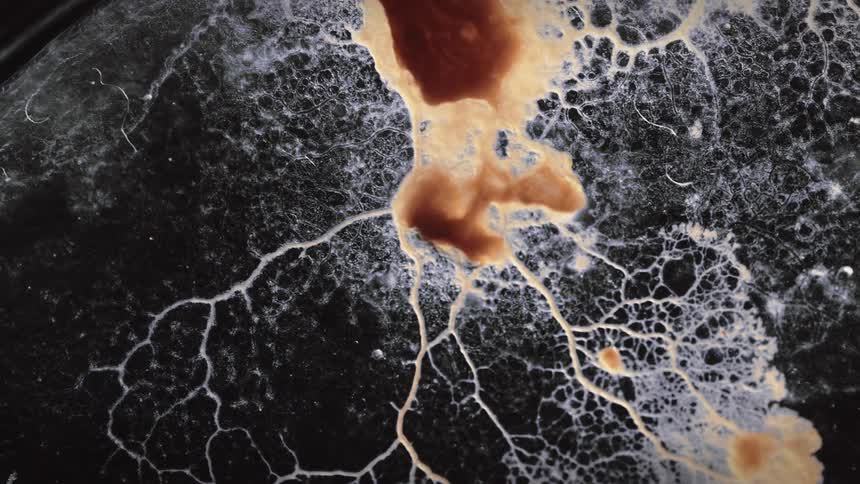 A fast moving fungus bacteria grows on a petri dish