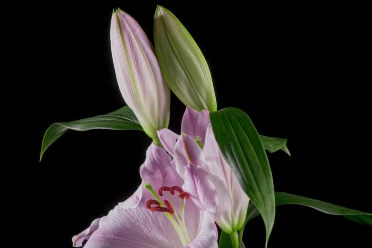 The leaves of flowers move as the buds open and petals spread