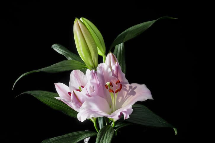 Orchid buds open as the petals spread and flowers emerge