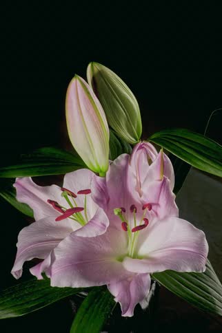Close up time lapse of a flowering lily