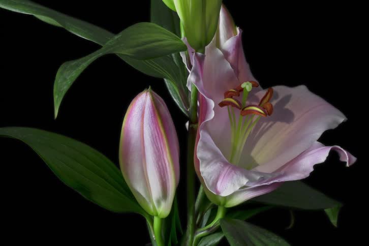 Time lapse of a flowering lily