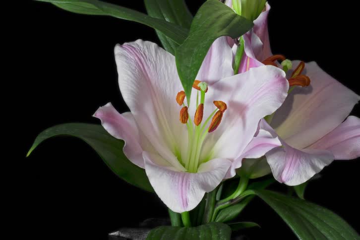Timelapse of a flower blooming on a black background