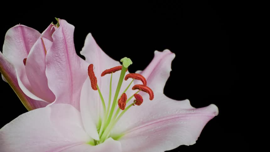 Flower blooming on a black background