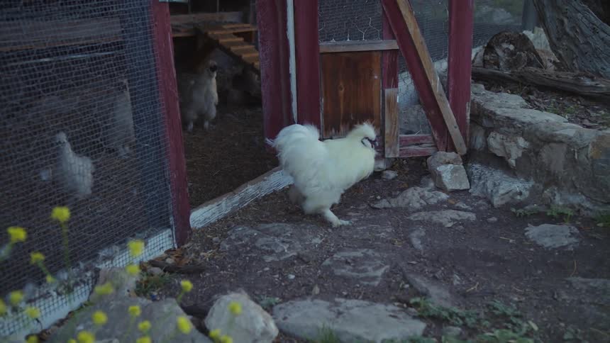 Chicken walks out of mesh enclosed hen house