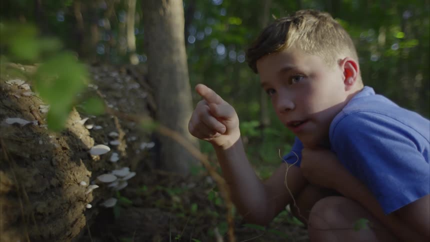 A young boy looks at mushrooms on fallen tree in the forest