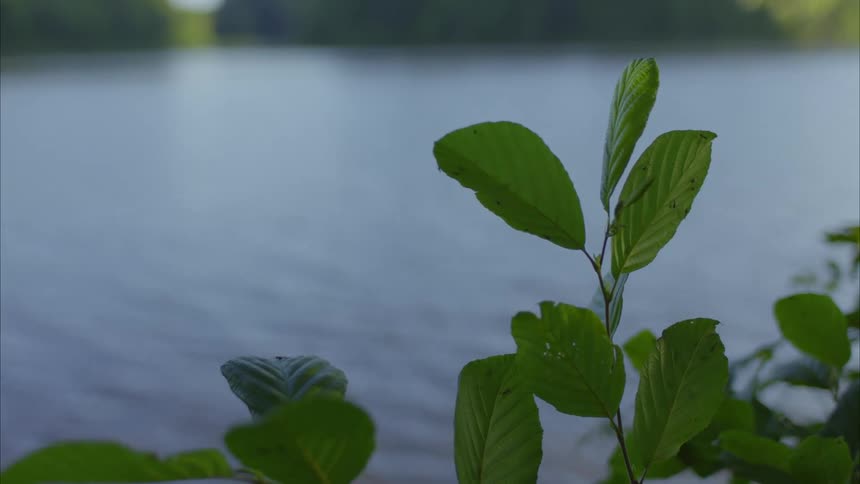 A tree branch with green leaves in front of a lake