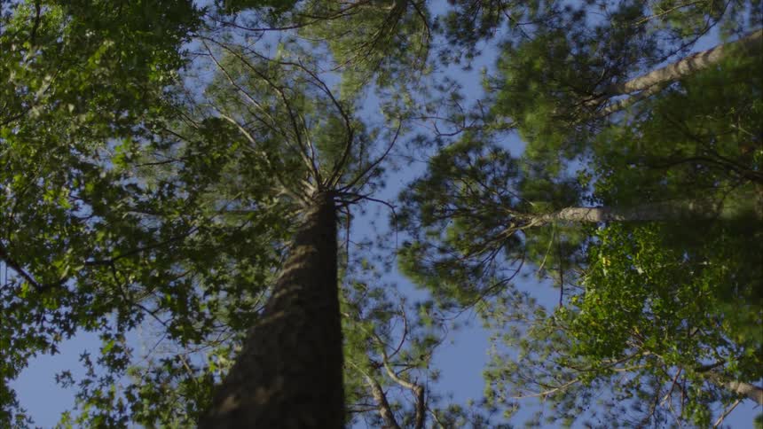 Trees wave in the breeze during the day