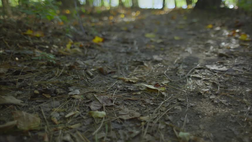 Close up of fallen leaves on a path