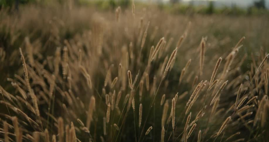A field full of grass sways in the wind on a sunny day
