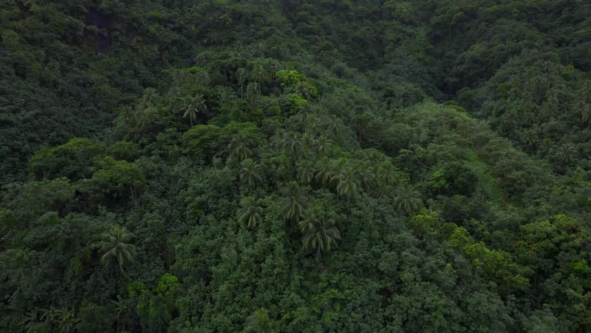 Aerial view of a forest