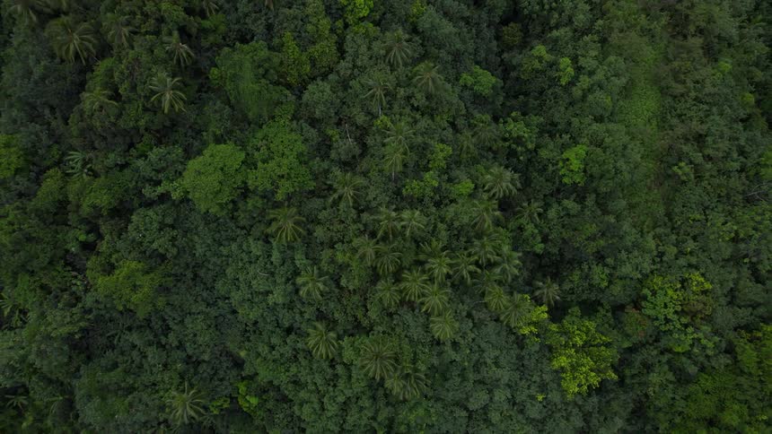 A dense forest of trees with very green leaves