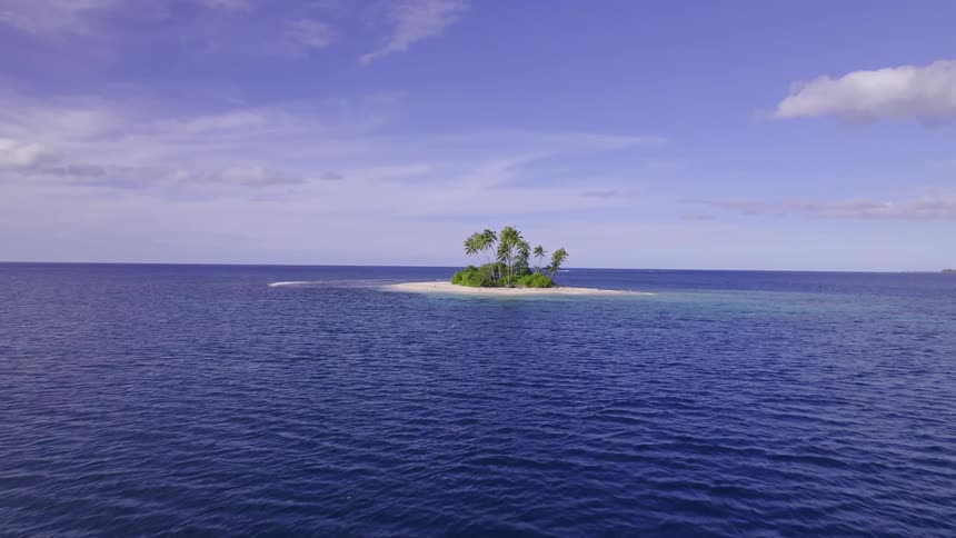 Bunch of trees in the middle of the sea at midday