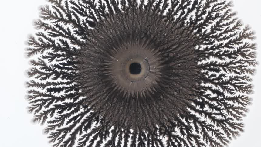 A gray circular substance spreads out and branches across the white surface like a dark textured flower