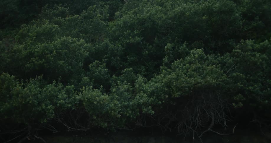 Forest with trees and roots in water with green leaves