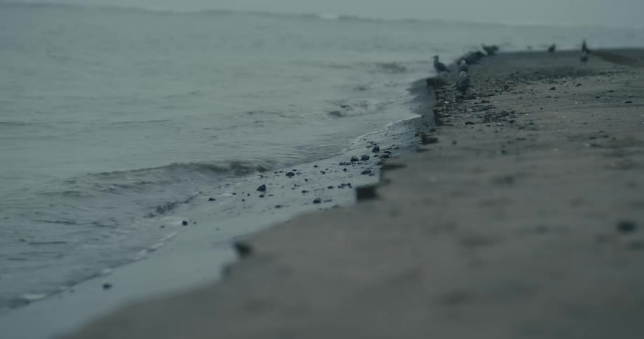 Birds sitting on a beach next to a body of water