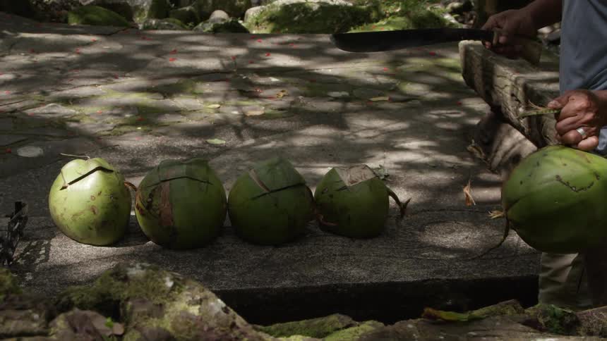 Man cuts coconuts in the jungle